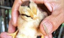 朱先生最新爆料,揭秘娱乐圈惊天秘密！