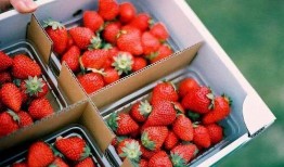 丹东草莓爆料最新消息,丰收季即将来临，品质与产量双提升